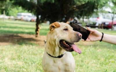 A dog on a park and seeing to phone